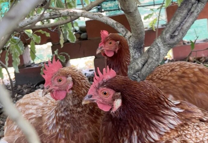 A photo of our three chickens, in a bush.