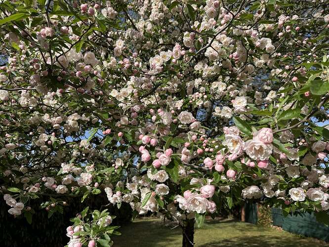 A photo of the tree. It's covered in pink flowers in full blossom.